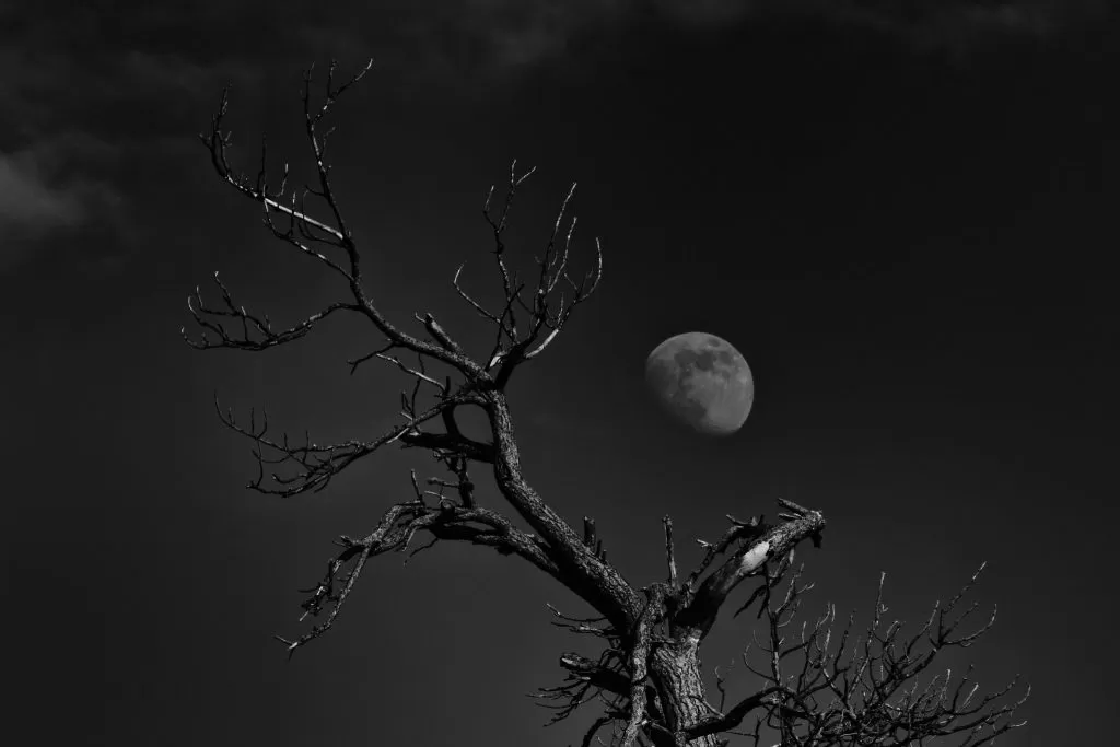 Albero e Luna in Bianco e Nero