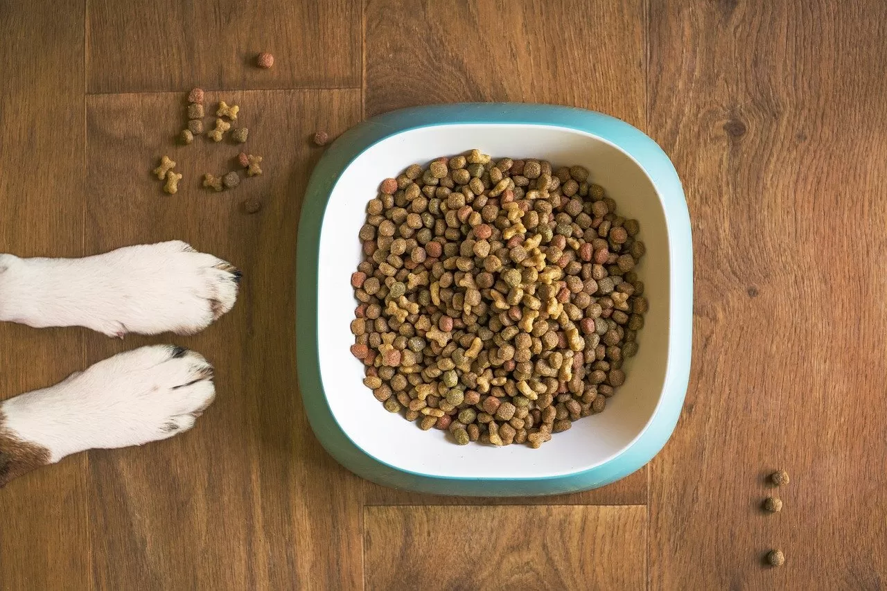 Alimentazione per Cani anziani