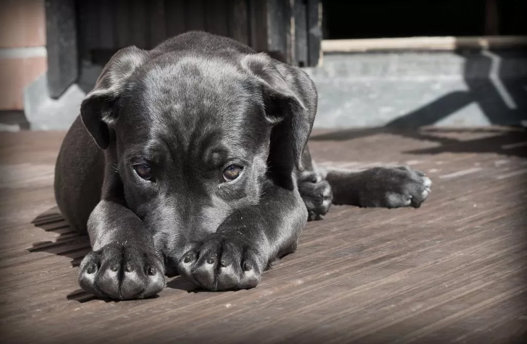 Prodotti contro la diarrea di cane e gatto