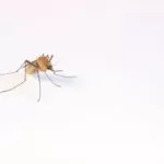 Come proteggersi dalle zanzare: i rimedi da utilizzare e i consigli da seguire