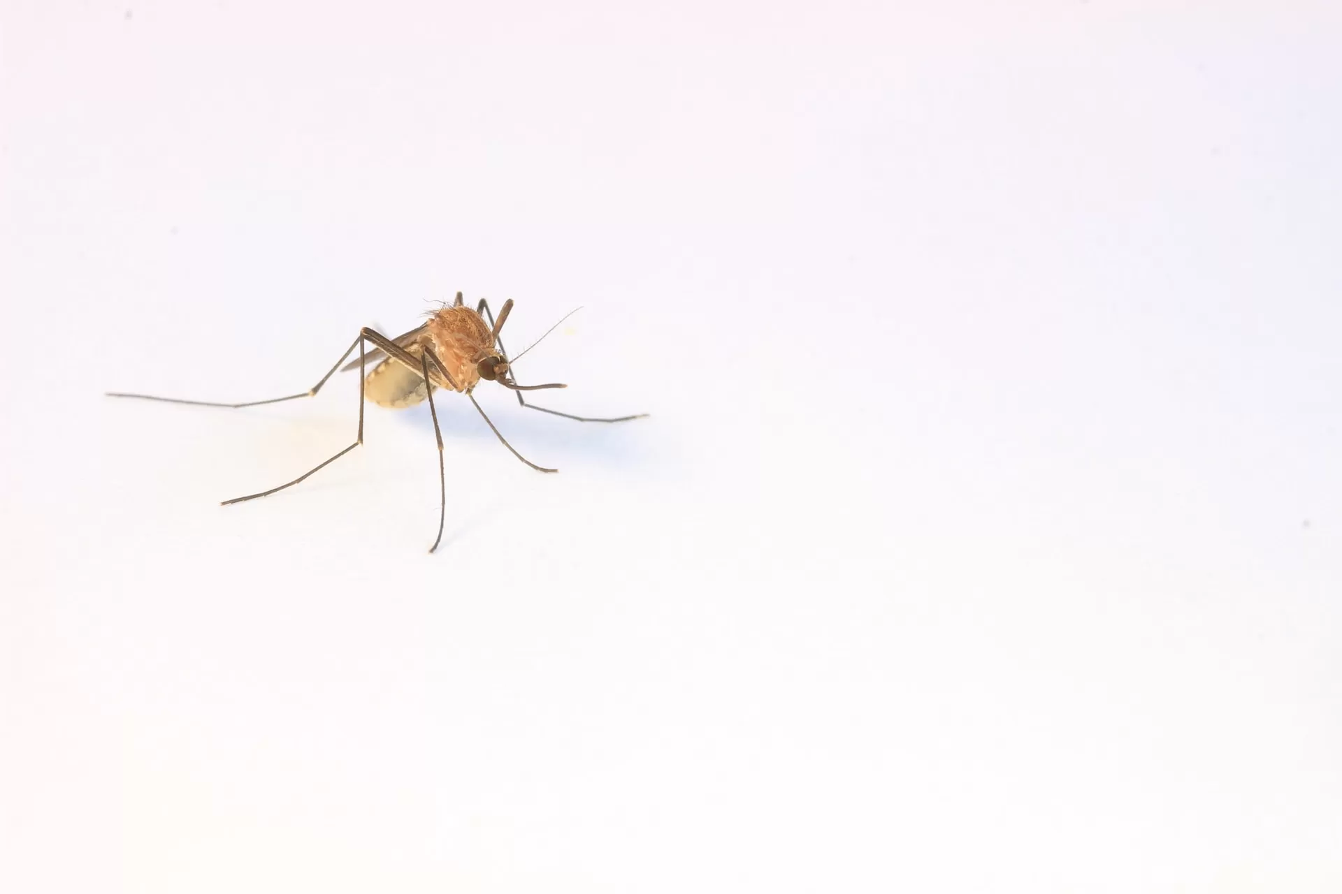 Come proteggersi dalle zanzare: i rimedi da utilizzare e i consigli da seguire